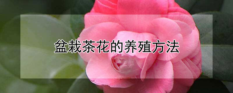 盆栽茶花的养殖方法 盆栽茶花的养殖方法和注意事项