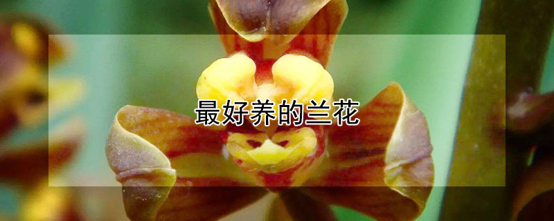 最好养的兰花 最好养的兰花是哪一种