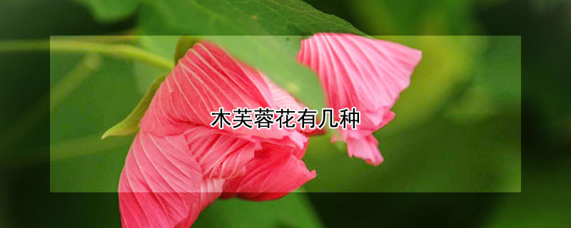 木芙蓉花有几种（木芙蓉是什么样的花）