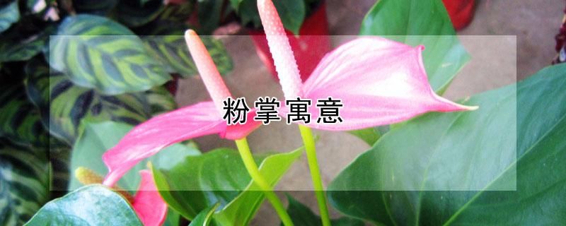 粉掌寓意 粉掌寓意及花语