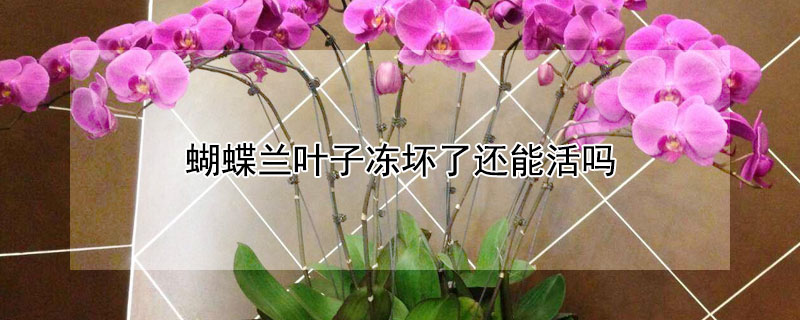 蝴蝶兰叶子冻坏了还能活吗 蝴蝶兰冻死了还能活吗