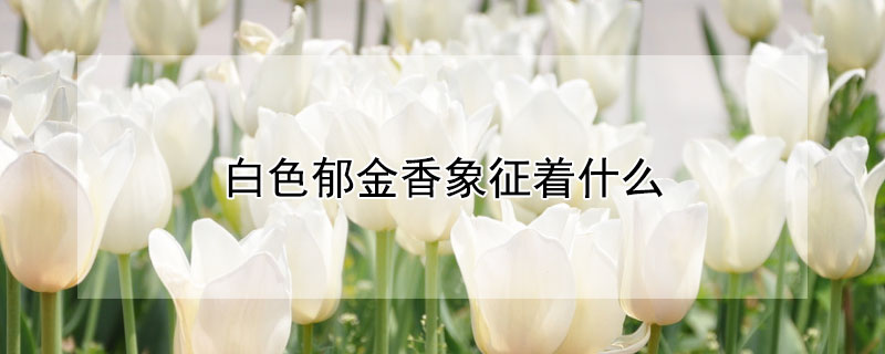 白色郁金香象征着什么(白色郁金香有什么寓意)