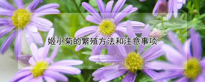 姬小菊的繁殖方法和注意事项（姬小菊怎么移栽）
