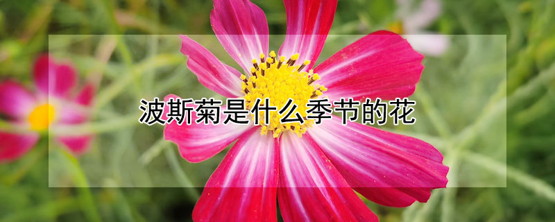 波斯菊是什么季节的花（波斯菊是几月开花）