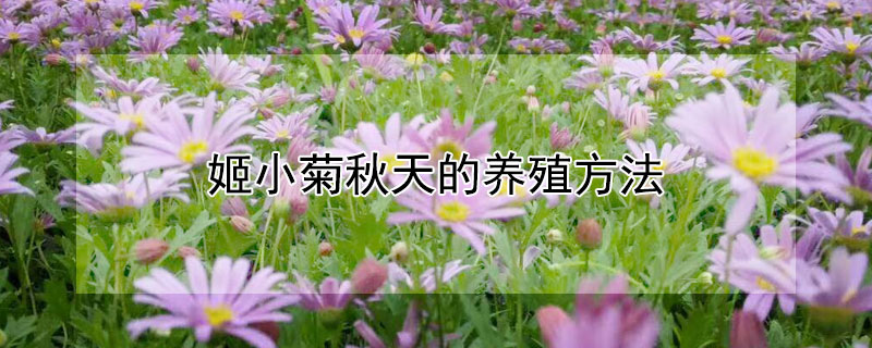 姬小菊秋天的养殖方法 姬小菊怎么过冬?(附冬天养殖方法