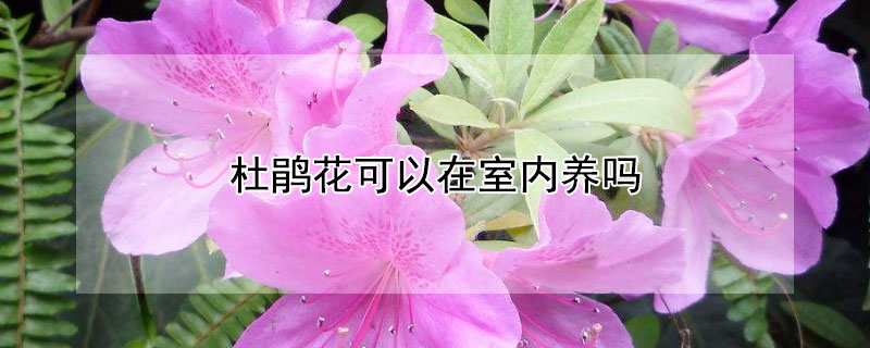 杜鹃花可以在室内养吗(杜鹃花可以在室内养吗有没有毒)