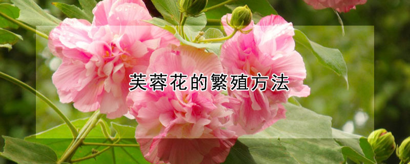 芙蓉花的繁殖方法 芙蓉花怎样繁殖