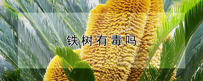 铁树有毒吗 墨西哥铁树有毒吗