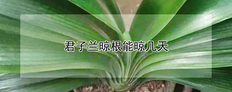 君子兰晾根能晾几天(君子兰晾根太阳下晾几天)