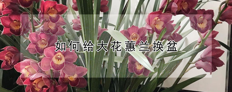 如何给大花蕙兰换盆 大花蕙兰开完花怎么换盆