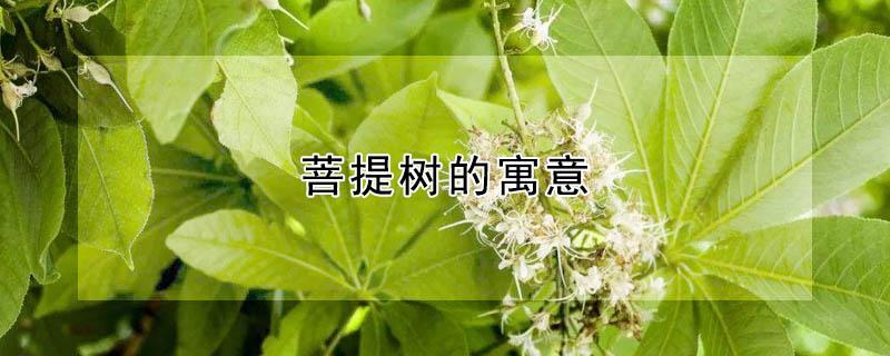 菩提树的寓意 菩提树的寓意和象征