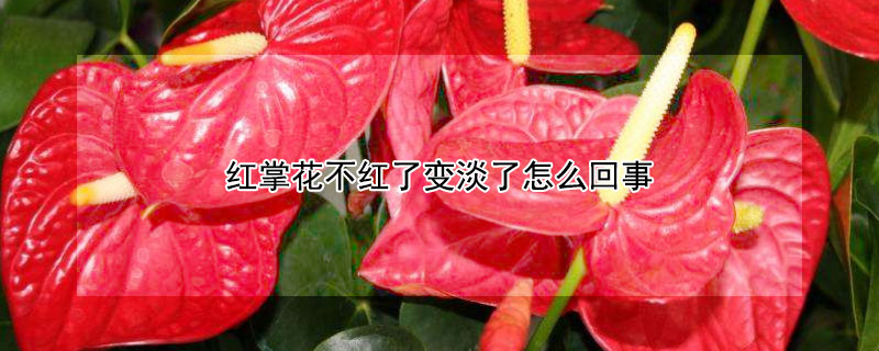 红掌花不红了变淡了怎么回事（红掌的花不红了怎么办）