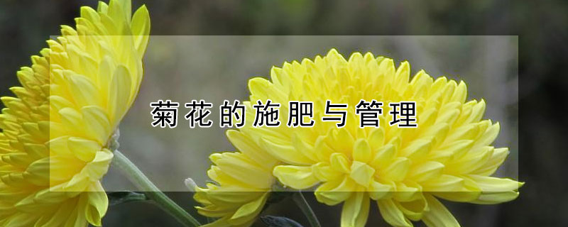 菊花的施肥与管理 菊花的施肥与管理论文