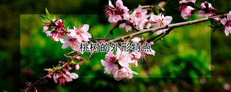 桃树的外形特点 桃树的外形特点是什么