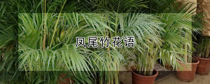 凤尾竹花语(凤尾竹花语卡通画)