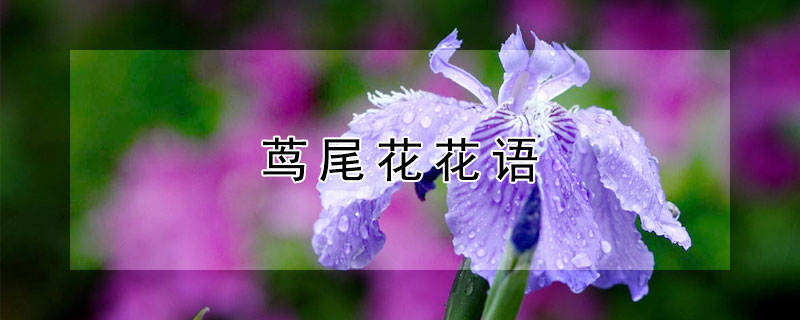 茑尾花花语（尾花什么意思）