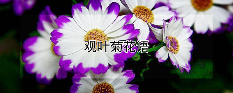 观叶菊花语 对叶菊花语