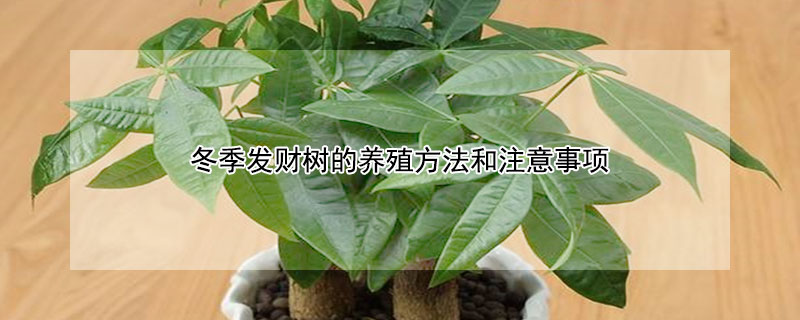 冬季发财树的养殖方法和注意事项（发财树冬季怎么养殖方法）
