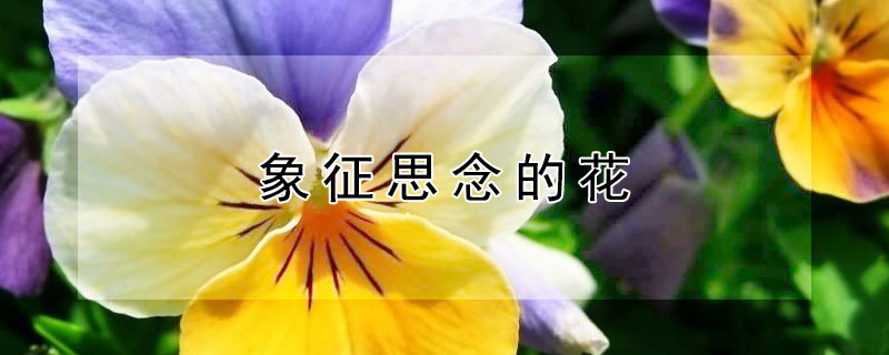 象征思念的花 象征思念的花朵