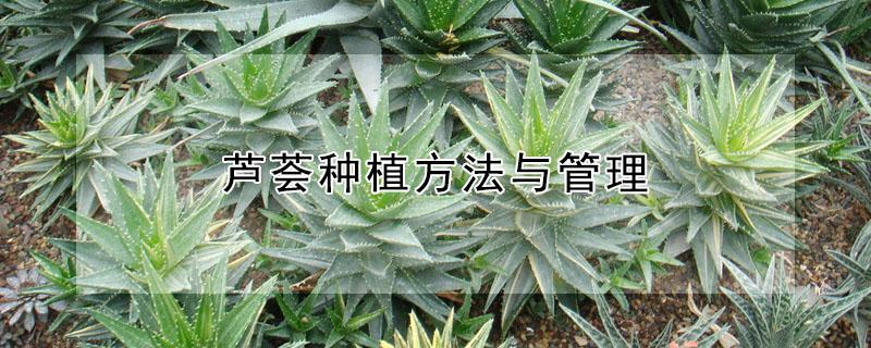 芦荟种植方法与管理（芦荟种植方法与管理和施肥）