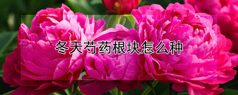 冬天芍药根块怎么种（秋天芍药根块怎样种植）