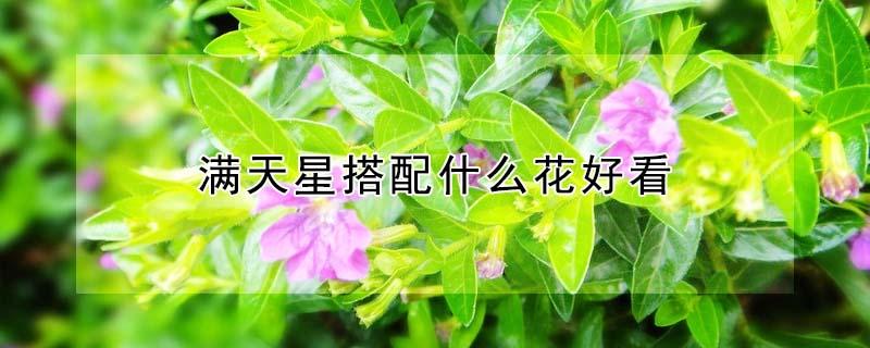 满天星搭配什么花好看（满天星搭配什么花好看图片）