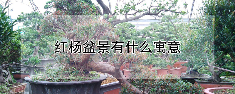 红杨盆景有什么寓意 红杨盆景风水好吗