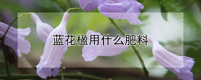 蓝花楹用什么肥料（蓝花楹怎样施肥,施什么肥）