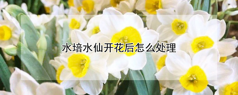水培水仙开花后怎么处理 水培水仙花正确养法开完花