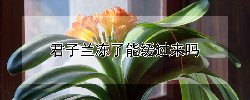 君子兰冻了能缓过来吗（君子兰叶子冻软了还有救吗）