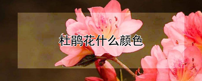 杜鹃花什么颜色（杜鹃花什么颜色的有毒）