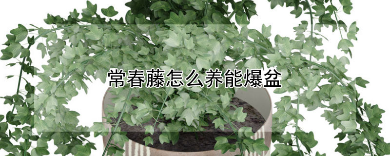 常春藤怎么养能爆盆 常春藤怎么养能爆盆又长得快
