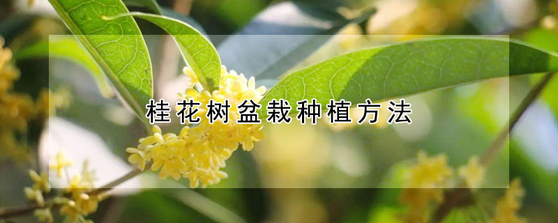 桂花树盆栽种植方法 桂花树的种植方法