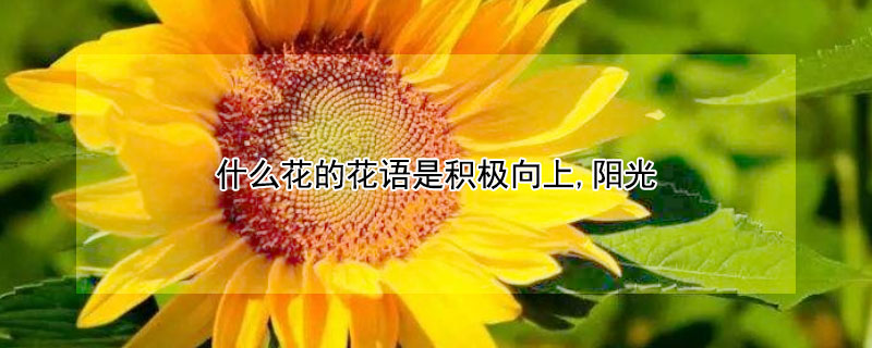 什么花的花语是积极向上,阳光（什么花的花语是积极向上,阳光?）