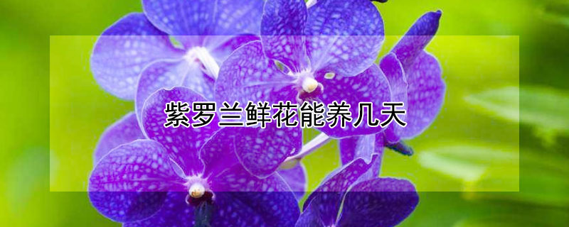 紫罗兰鲜花能养几天 紫罗兰鲜花可以养几天