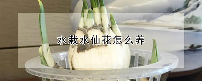 水栽水仙花怎么养（水培水仙花怎么种植方法）