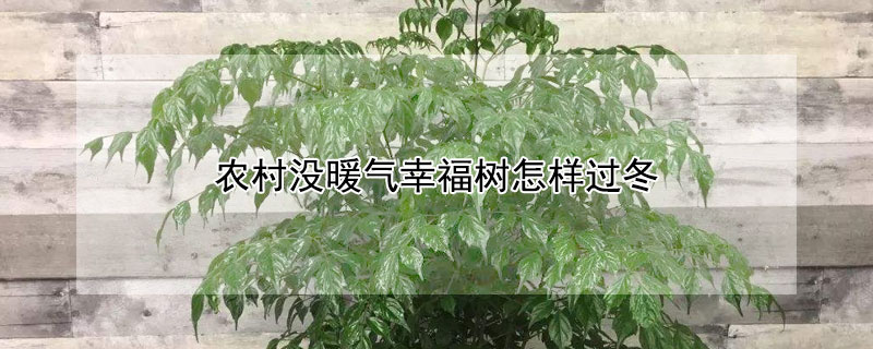 农村没暖气幸福树怎样过冬（幸福树冬季地暖房怎么养）