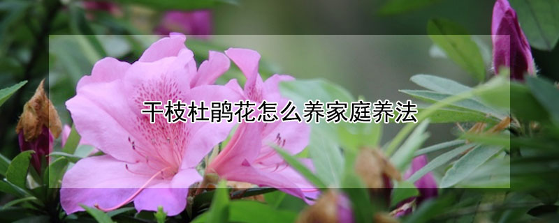 干枝杜鹃花怎么养家庭养法 干杜鹃花树枝怎么养