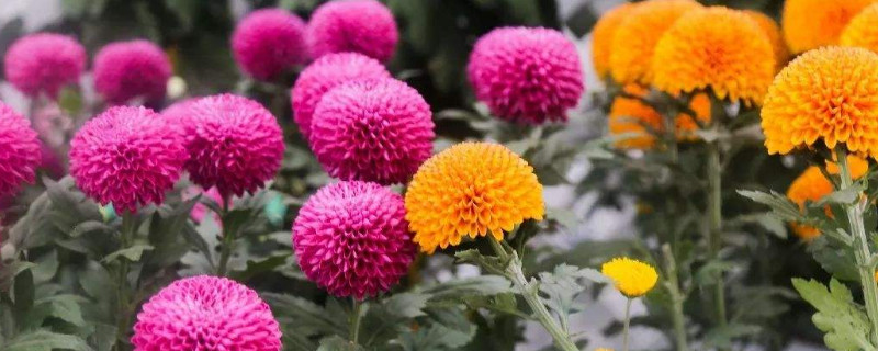 乒乓菊花语(白色乒乓菊花语)