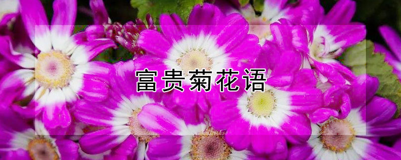 富贵菊花语（富贵菊花语是什么）