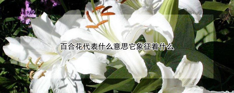 百合花代表什么意思它象征着什么 百合花意味着什么象征着什么