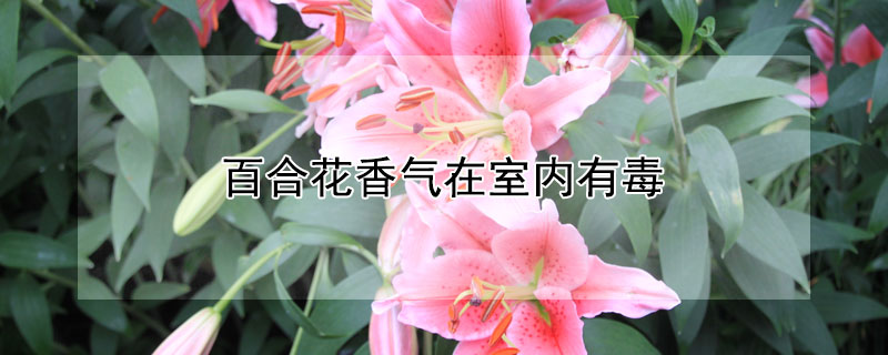 百合花香气在室内有毒（百合花在房间里会有毒吗）