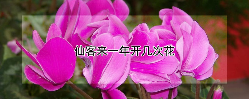仙客来一年开几次花(仙客来一年开几次花花期长吗)