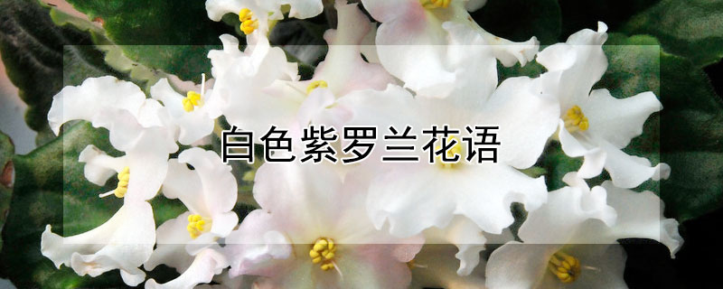白色紫罗兰花语（白色紫罗兰花语代表什么）