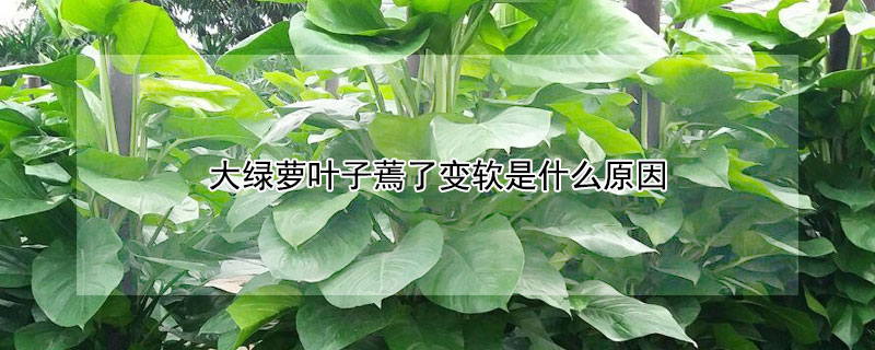 大绿萝叶子蔫了变软是什么原因(绿萝叶子软了是咋回事)