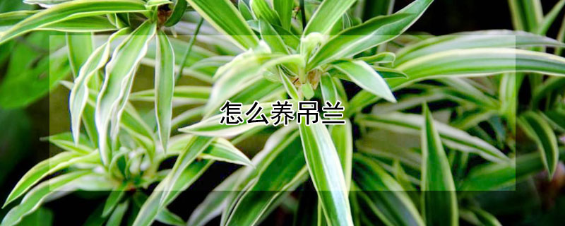 怎么养吊兰(怎么养吊兰可以让它长得旺盛)