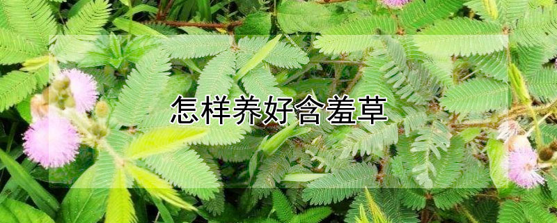 怎样养好含羞草（怎样养植含羞草）