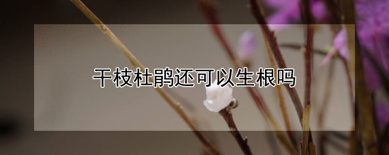 干枝杜鹃还可以生根吗（干枝杜鹃种土里能活吗）