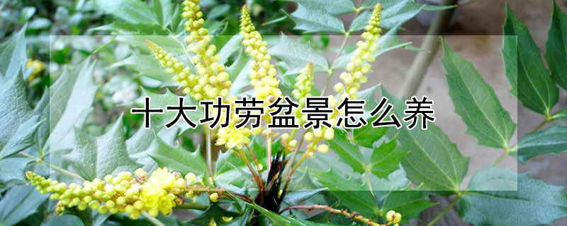 十大功劳盆景怎么养（植物十大功劳盆景图片）