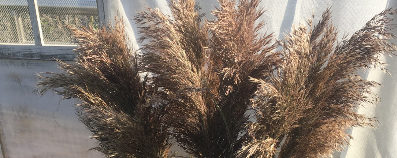 蒲苇象征着什么 蒲苇寓意什么